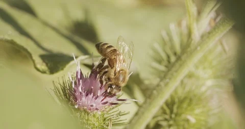 Macro shot of honey bee 4k Stock Footage 113359926