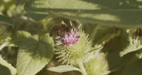 Macro shot of honey bee 4k Stock Footage 113385789