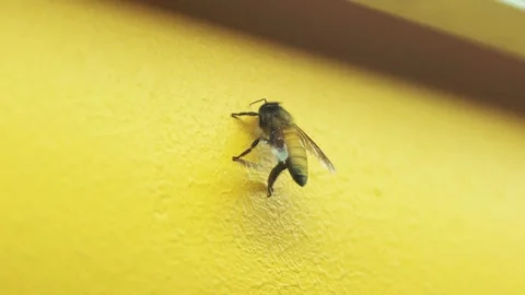 Macro Shot of a Honey Bee Crawling on a Bright Yellow Wall Surface Stock Footage 239170644