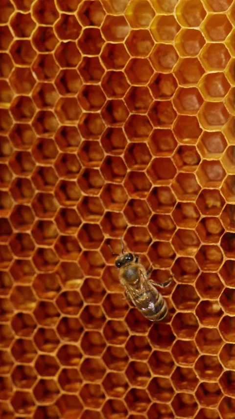 Macro shot of honey bee crawling on golden honeycomb background showing hex.. Stock Footage 337519554