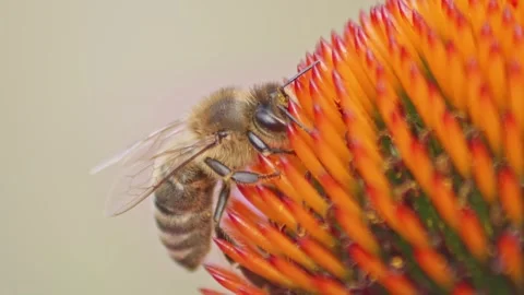 Macro shot Of A Honey Bee Drinking Nectar On Coneflower Head. Extreme Stock-Footage 248584598