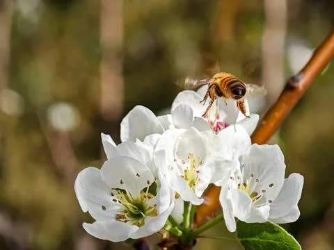 Macro shot of honey bee in flight approaching white blossom cluster to coll.. Stock-Fotos