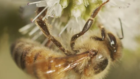 Macro shot of honey bee Stock Footage 113353715