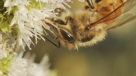 Macro shot of honey bee Stock Footage 113354628