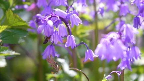 Macro shot, Honey Bee jumps from Bluebell and drops pollen as it flies Video stock 242871016