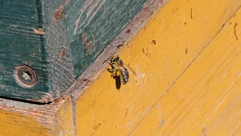 Macro Shot of Honey Bee with Pollen on Wooden Beehive Stock Footage 342028064