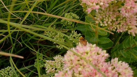 Macro shot of honey bee pollinating beatiful flowers in park at summer Stock Footage 94425942
