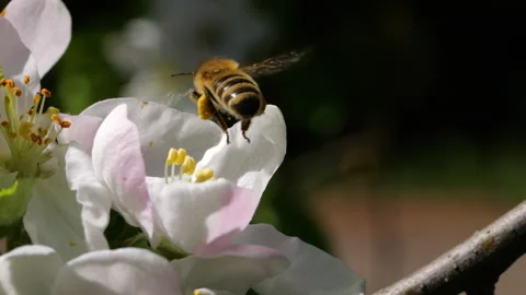 Macro Shot Honey Bee Pollinating Spring Tree White Flowers Blooming Blossom.. Stock Footage 304795998