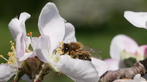 Macro Shot Honey Bee Pollinating Spring Tree White Flowers Blooming Blossom.. Video stock 328319154