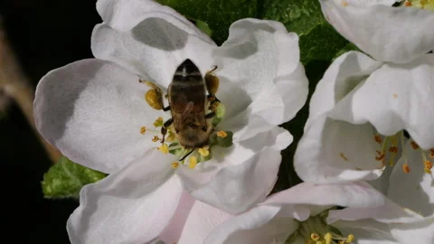 Macro Shot Honey Bee Pollinating Spring Tree White Flowers Blooming Blossom.. Stock Footage 328319662