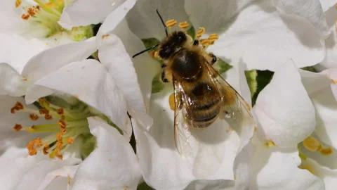 Macro Shot Honey Bee Pollinating Spring Tree White Flowers Blooming Blossom.. Video stock 328319793