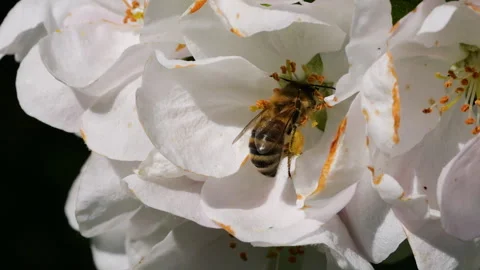 Macro Shot Honey Bee Pollinating Spring Tree White Flowers Blooming Blossom.. Stock Footage 328319831
