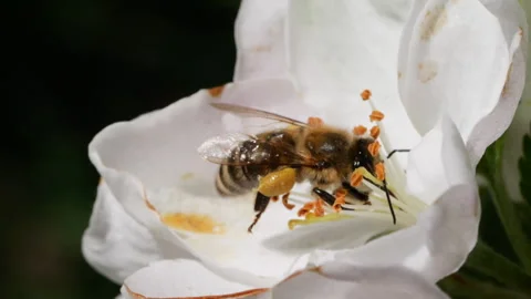 Macro Shot Honey Bee Pollinating Spring Tree White Flowers Blooming Blossom.. Stock Footage 328319876