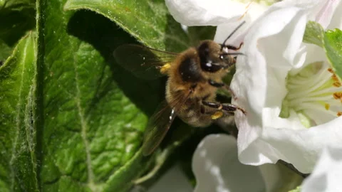 Macro Shot Honey Bee Pollinating Spring Tree White Flowers Blooming Blossom.. Video stock 328319894