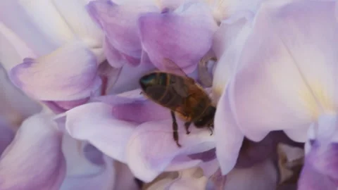 Macro shot of a honey bee pollinating a purple wisteria flower (Apis mellifera). Stock Footage 333076333