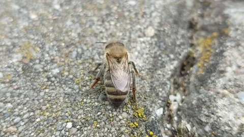 Macro shot of a honey bee resting and crawling on a concrete ground surface Stock Footage 338286782