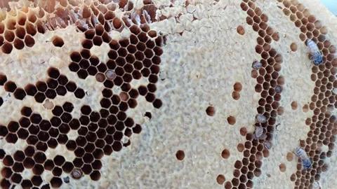 Macro shot of honey bees on a wild honeycomb in the forest Video stock 335566019