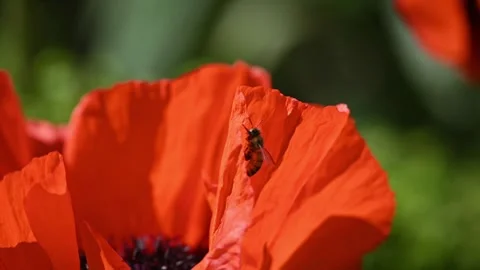Macro Shot of a Honeybee Climbing on a Large Orange Poppy Petal Stock Footage 337507065
