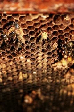 Macro shot of honeycombs. Stock Photos