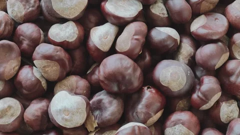 Macro shot of horse chestnuts gently spinning. Stunning fall arrangement Stock Footage 346770254