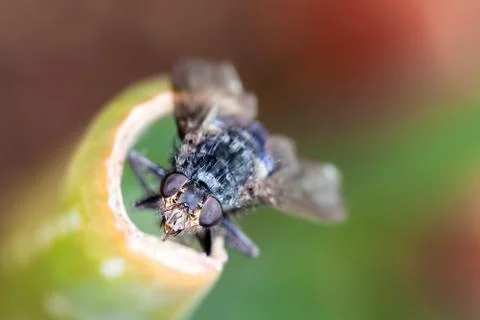 Macro Shot of a Housefly Staring at Camera Stock Photos