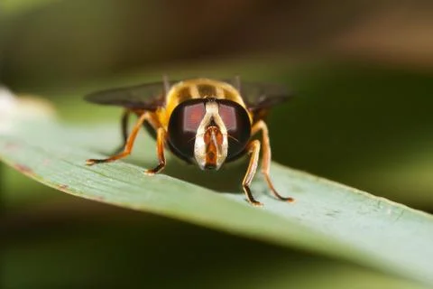 Macro shot of a hover fly Stock Photos