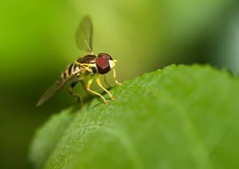 Macro shot of a hover fly Stock Photos