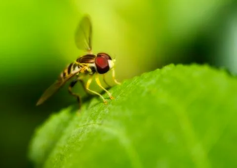 Macro shot of a hover fly in soft focus Stock Photos