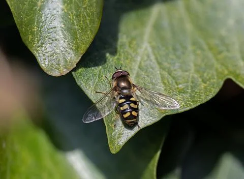Macro shot of Hoverfly Eupeodes luginer on Ivy Leaf Stock Photos