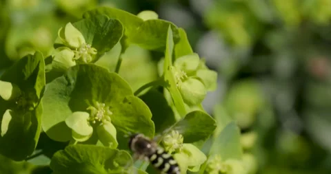 A macro shot of a hoverfly in motion Stock Footage 306021616