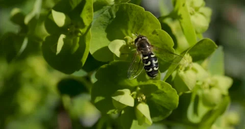 A macro shot of a hoverfly in motion Stock Footage 306021707