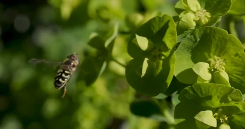A macro shot of a hoverfly in motion Stock Footage 306021948