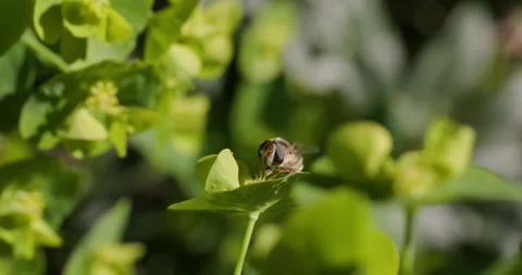 A macro shot of a hoverfly in motion Stock Footage 306022489