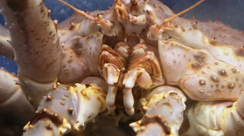 Macro shot of a huge crab Stock Footage 56519406
