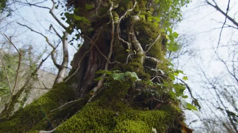 Macro shot of a huge tree trunk with moss and climbing plants surrounding it Stock Footage 288443206
