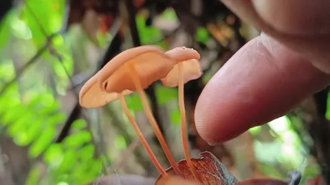 Macro Shot of Human Finger Gently Touching Small Wild Mushroom Stock-Footage 335765628