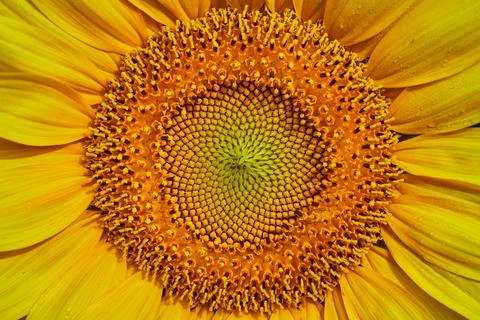 Macro shot of inner seeds of open yellow sunflower 스톡 사진
