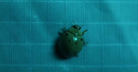 Macro shot of the Insect Bug Видео 335693900