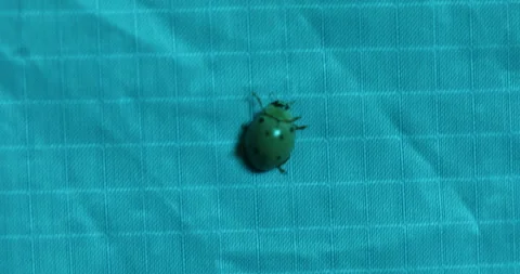 Macro shot of the Insect Bug Video stock 335694030