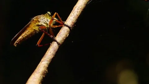 Macro shot of Insect Stock Footage 79011915
