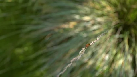 Macro shot of the insect   Stock Footage 111007873