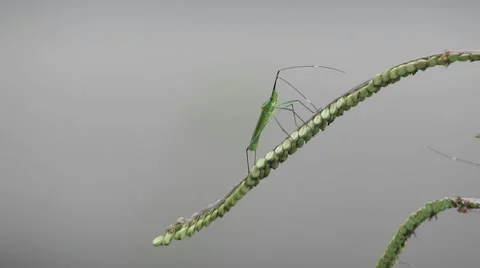 Macro shot of insect at the grass Stock Footage 64517873