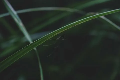 Macro shot of an insect on green lead against a dark blurred background Foto stock