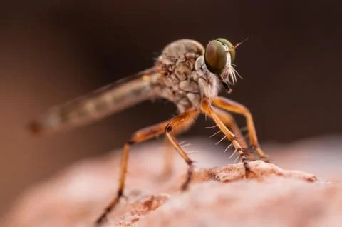 Macro shot of an Insect inside an abandoned car in the desert. Stock Photos
