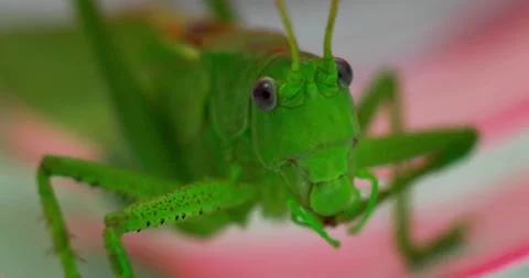 Macro Shot Of An Insect. Macro-Type Of Green Grasshopper Head.Migrating Locusts  Stock Footage
