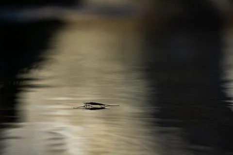 Macro shot of an insect on water surface with dark background Foto stock