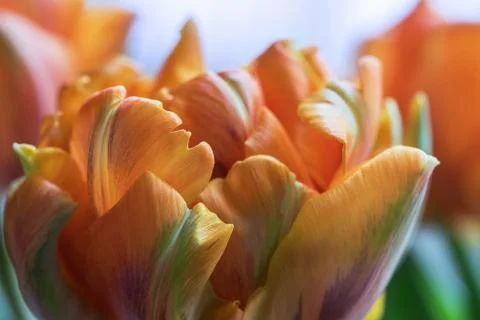 Macro shot inside the petals of young orange tulip. Soft focus. 3 Stock Photos
