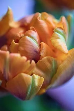 Macro shot inside the petals of young orange tulip. Soft focus. 2 Stock Photos