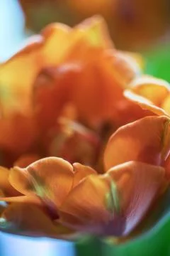 Macro shot inside the petals of young orange tulip. Soft focus. 4 Stock Photos