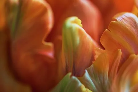 Macro shot inside the petals of young orange tulip. Soft focus. 7 Stock Photos